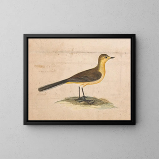 Thomas Atwood - A Yellow Wagtail.webp