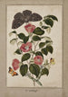 Studio di Camellia Japonica Rosa giapponese Euphorbia caput-medusae Testa di Medusa con Phalène Merops e Papilio Hyale Nar - Thomas Robins il Giovane — vista dell’opera