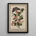 Studio di Camellia Japonica Rosa giapponese Euphorbia caput-medusae Testa di Medusa con Phalène Merops e Papilio Hyale Nar - Thomas Robins il Giovane — quadro incorniciato alla parete