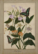 Studio botanico di fiori della passione con frutti rossi, pianta di tabacco della Virginia e ixia con farfalle machaon - Thomas Robins il Giovane — vista dell’opera
