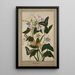 Studio botanico di fiori della passione con frutti rossi, pianta di tabacco della Virginia e ixia con farfalle machaon - Thomas Robins il Giovane — quadro incorniciato alla parete