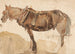 Un cavallo trainato visto da vicino - Thomas Sidney Cooper — vista dell’opera