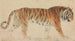 Un Tigre - Thomas Stothard — vista dell’opera