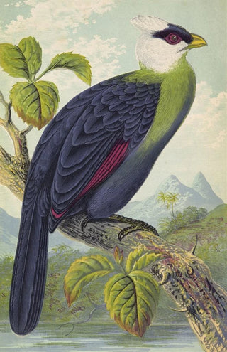 Thomas Waterman Wood - Corythaix Leucolopha.webp