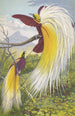 Paradisea Papuana - Thomas Waterman Wood — vista dell’opera