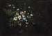 Bouquet de fleurs et fougères - Titian Ramsay Peale — vista dell’opera
