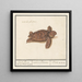 Tartaruga marina Cheloniidae tartaruga terrestre testudo Palustris - Anselmus Botius de Boodt — quadro incorniciato alla parete