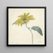 Girasole - D van Alphen — quadro incorniciato alla parete