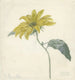 Girasole - D van Alphen — vista dell’opera