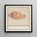 Trompette rosa Strombus gigas - Anselmus Botius de Boodt — quadro incorniciato alla parete