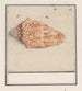 Trompette rosa Strombus gigas - Anselmus Botius de Boodt — vista dell’opera