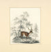 Un cervo - Henry Thomas Alken — vista dell’opera