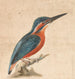 Un martin-pêcheur - Thomas Atwood — vista dell’opera