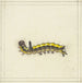 Una larva gialla - Herman Henstenburgh — vista dell’opera