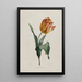 Tulipe - Valentine Bartholomew — quadro incorniciato alla parete