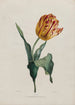 Tulipe - Valentine Bartholomew — vista dell’opera