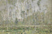Paesaggio con alberi circa 1910 - Vasili Ivanovich Denisov — vista dell’opera