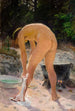 Toilette du matin - Venny Soldan-Brofeldt — vista dell’opera
