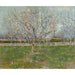 Riproduzione del dipinto Frutteto in fiore (Prunus) - Vincent van Gogh