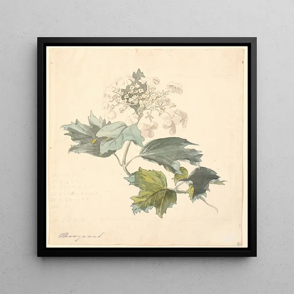 Viburnum de Kalkved - P C Skovgaard
