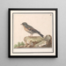 Vink Fringilla - Anselmus Botius de Boodt — quadro incorniciato alla parete