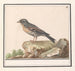 Vink Fringilla - Anselmus Botius de Boodt — vista dell’opera
