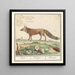 Vos Vulpes vulpes Vos Vulpes Renard - Anselmus Botius de Boodt — quadro incorniciato alla parete