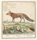 Vos Vulpes vulpes Vos Vulpes Renard - Anselmus Botius de Boodt — vista dell’opera