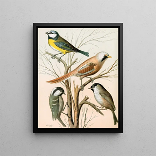 W A Blakston - Blue Titmouse Bearded Titmouse Cole Titmouse Marsh Titmouse.webp