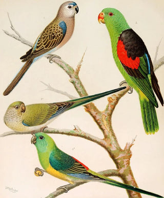 W A Blakston - Bourkes ParrakeetRed Winged ParrakeetBloodRumped Parrakeets.webp