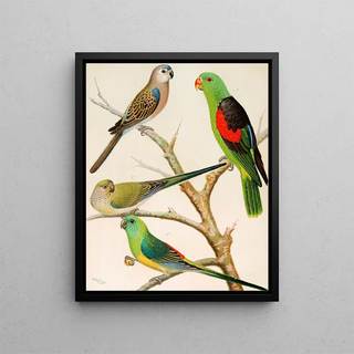 W A Blakston - Bourkes ParrakeetRed Winged ParrakeetBloodRumped Parrakeets.webp