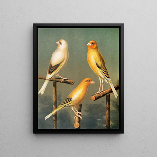 W A Blakston - Goldfinch And Canary Mules Marked And Variegated.webp