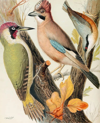W A Blakston - Green Woodpecker Jay Nuthatch.webp