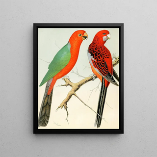 W A Blakston - King Parrot Pennants Parrakeet.webp