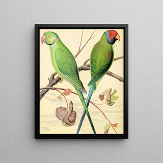 W A Blakston - RingNecked Parrakeet PlumHeaded Parrakeet.webp