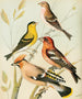 Siskin, cardellino, jaseur, bec - incrociato - W. A. Blakston — vista dell’opera