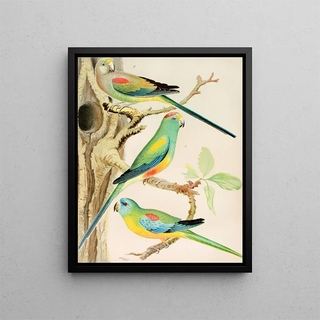 W A Blakston - Turquoisine Parrakeet Many Coloured Parrakeets.webp