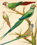 Conures con orecchie bianche, pappagallo di Malabar e pappagallo con berretto blu - W. A. Blakston — vista dell’opera