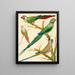 Conures con orecchie bianche, pappagallo di Malabar e pappagallo con berretto blu - W. A. Blakston — quadro incorniciato alla parete
