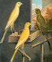 Canaris del Yorkshire - W. A. Blakston — vista dell’opera