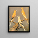 Canaris del Yorkshire, marcati uniformemente in giallo e buff, e giallo chiaro - W. A. Blakston — quadro incorniciato alla parete