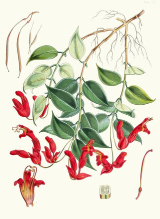 Walter Hood Fitch - Aeschynanthus Peelii Hf and T.webp