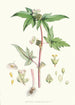 Begonia Gemmipara Hf et T - Walter Hood Fitch — vista dell’opera