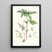 Begonia Gemmipara Hf et T - Walter Hood Fitch — quadro incorniciato alla parete