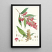 Buddleia Colvilei Hf et T - Walter Hood Fitch — quadro incorniciato alla parete