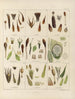 Botanico crittogamico del viaggio in Antartide delle navi HM Discovery Erebus e Terror negli anni 1839 Pl01 - Walter Hood Fitch — vista dell’opera