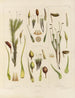 Botanico cryptogamico del viaggio in Antartide delle navi HM Discovery Erebus e Terror negli anni 1839 Pl03 - Walter Hood Fitch — vista dell’opera