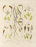 Botanico crittogamico del viaggio in Antartide delle navi HM Discovery Erebus e Terror negli anni 1839 Pl05 - Walter Hood Fitch — vista dell’opera