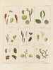 Botanico crittogamico del viaggio in Antartide delle navi HM Discovery Erebus e Terror negli anni 1839 Pl06 - Walter Hood Fitch — vista dell’opera
