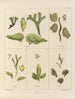 Botanico crittogamico del viaggio in Antartide delle navi HM Discovery Erebus e Terror negli anni 1839 Pl07 - Walter Hood Fitch — vista dell’opera